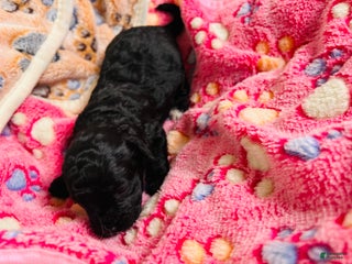 Cavapoo dogs Moon - Ad 29