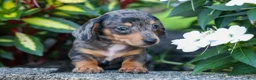 Miniature Dachshund dogs for sale:  Zino 🐕 - Ad 12