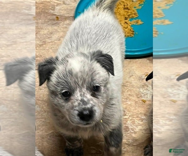 Australian Cattle Dog dogs Australian Cattle Dog 2 - Ad 40