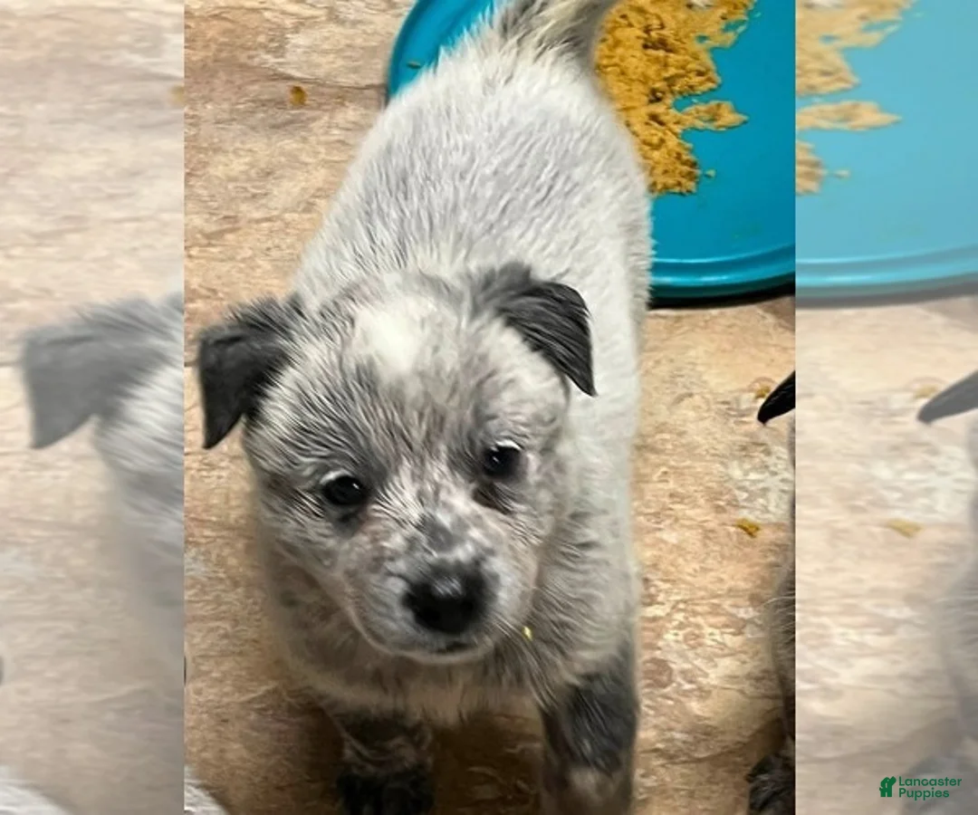 Australian Cattle Dog dogs for sale: Australian Cattle Dog 2 - Ad 1