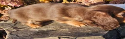 Miniature Dachshund dogs for sale: Dolly - Ad 5