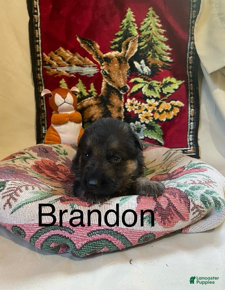 German Shepherd dogs Brandon - Ad 1