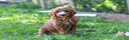 Standard Poodle dogs for sale: Isaiah AKC - Ad 3