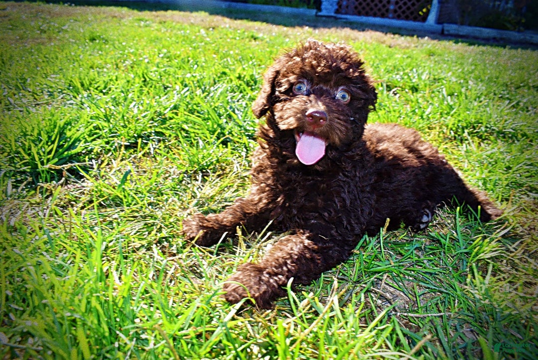 Havapoo dogs for sale: Isabella - Ad 20