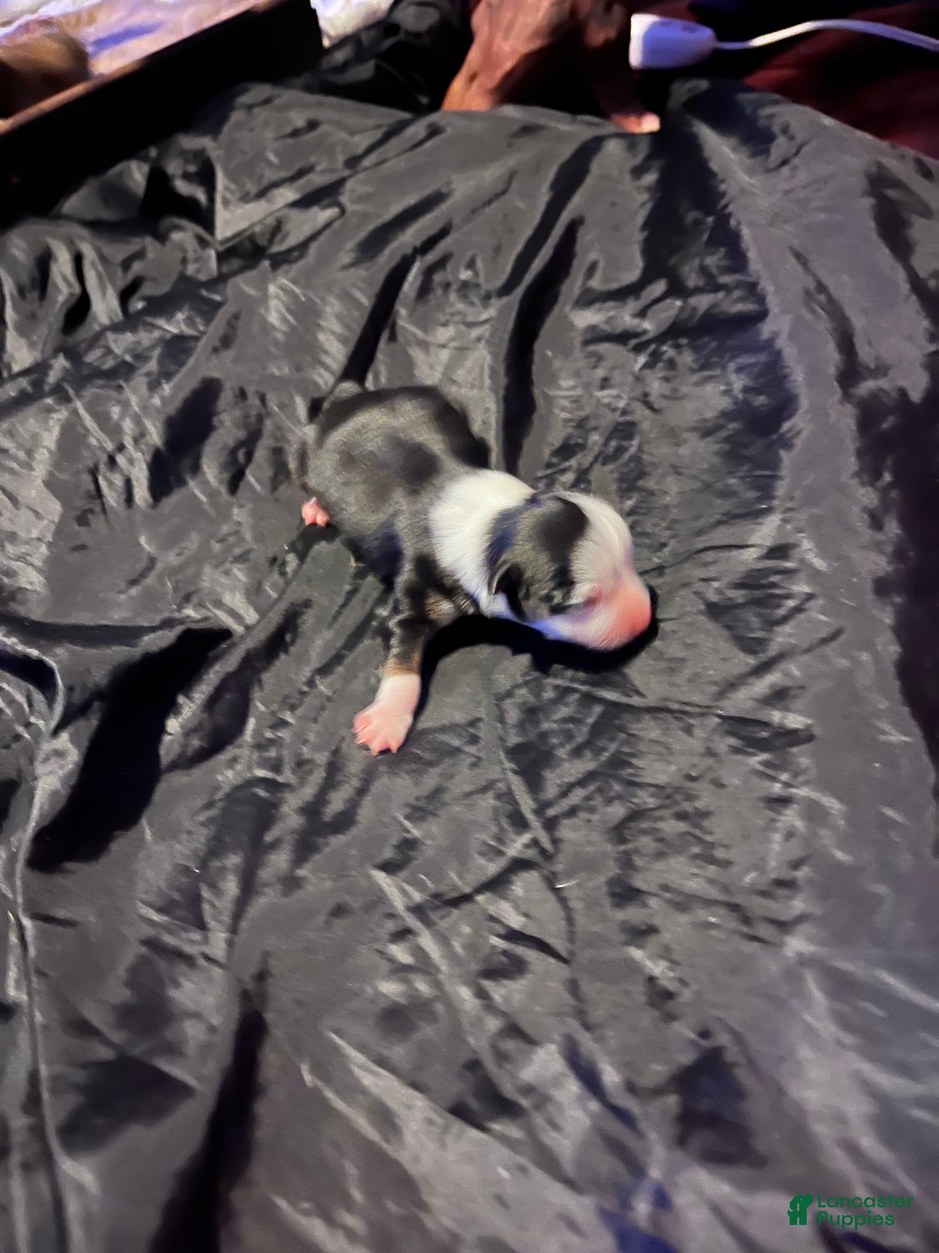 Chihuahua dogs for sale:  4 - Ad 9