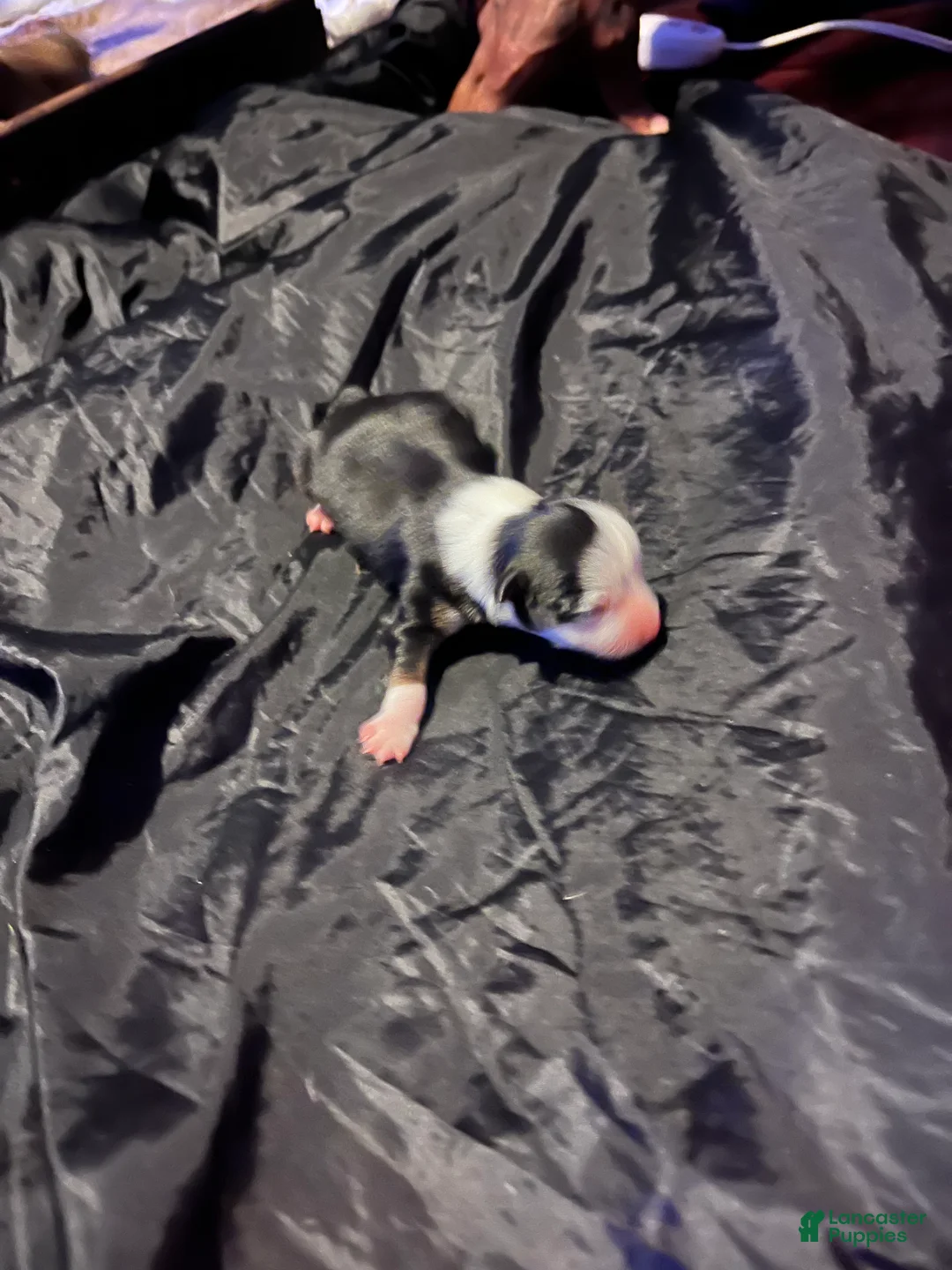 Chihuahua dogs for sale:  4 - Ad 1