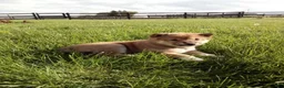 Shiba Inu dogs for sale: Gina - Ad 3