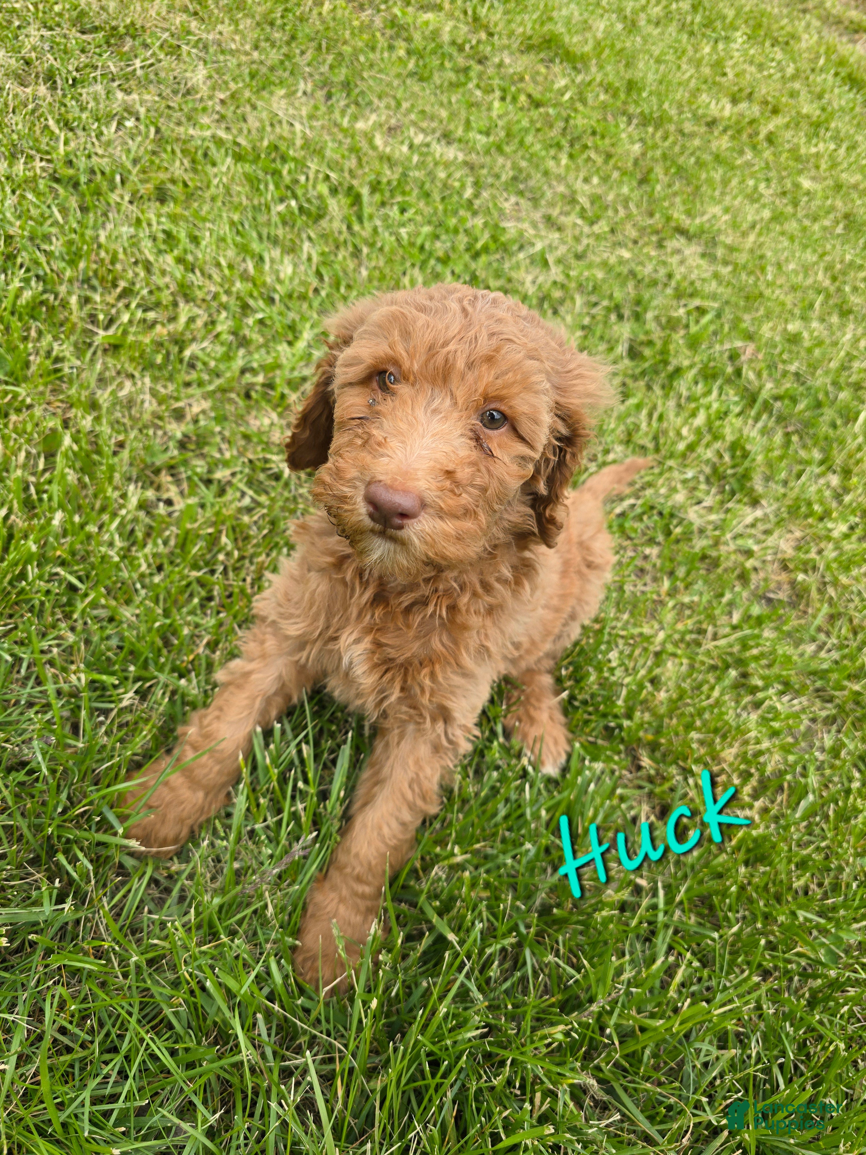 Goldendoodle dogs Goldendoodle Puppy 2 - Ad 36