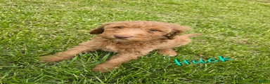 Goldendoodle Puppy 2