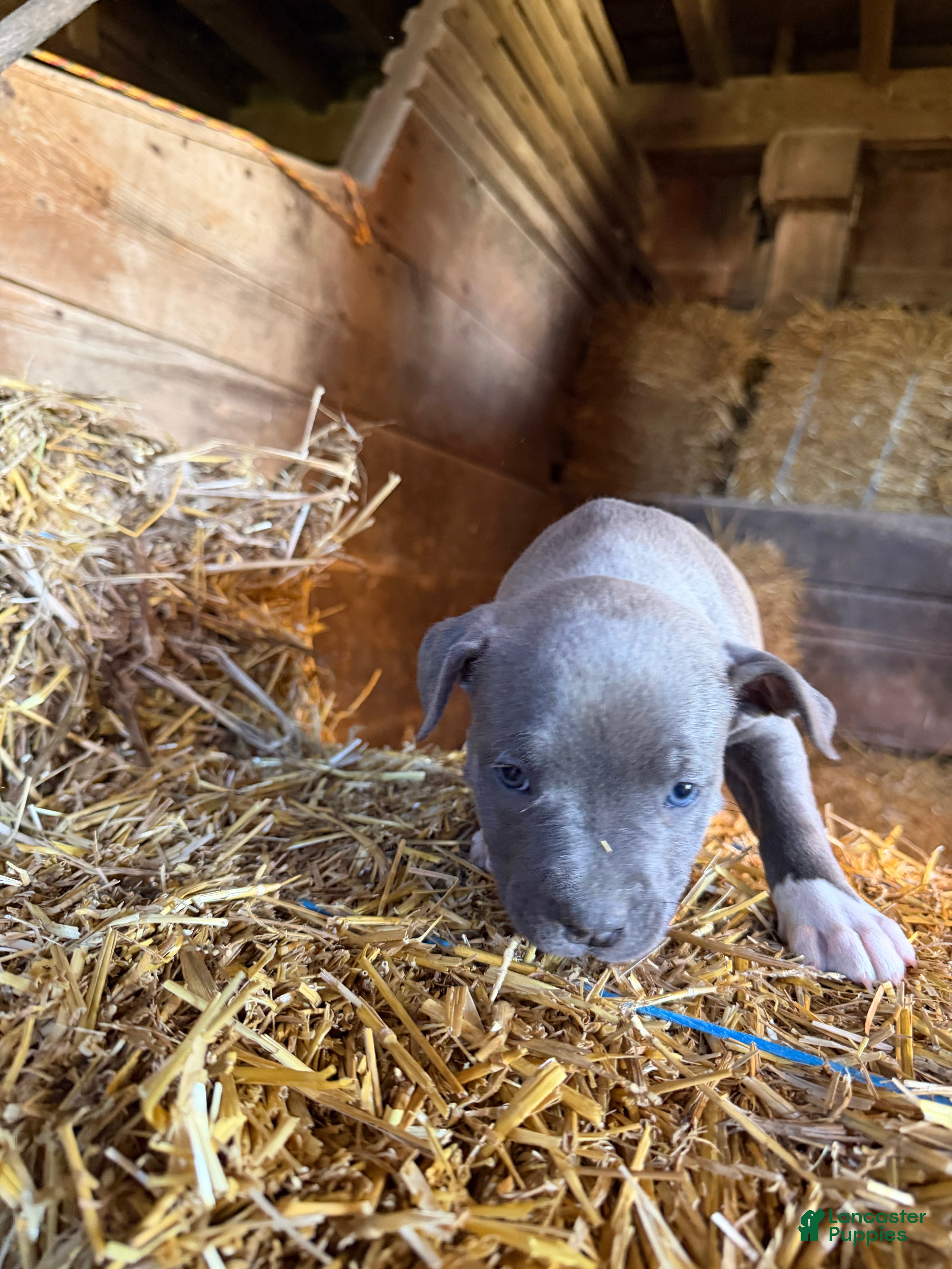 American Pit Bull Terrier dogs for sale: American Pit Bull Terrier Puppy 4 - Ad 2