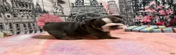 English Bulldog dogs for sale: Paris  - Ad 5