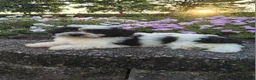 Teddy Bear dogs for sale: Carly - Ad 8