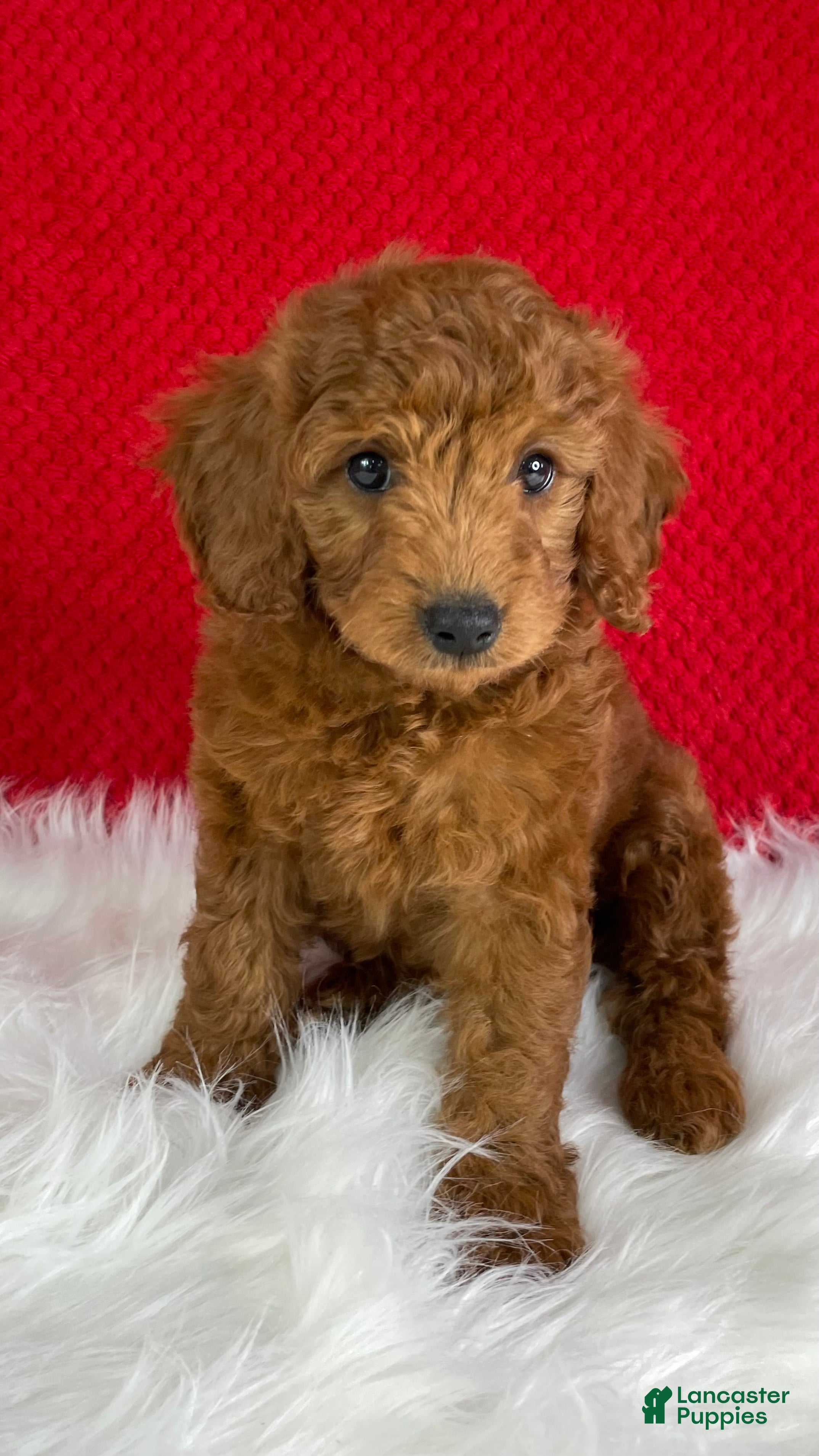 Mini Goldendoodle dogs Sadie - Ad 2