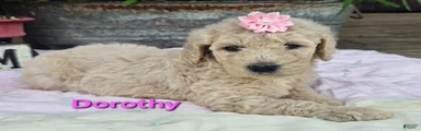 Dorothy 