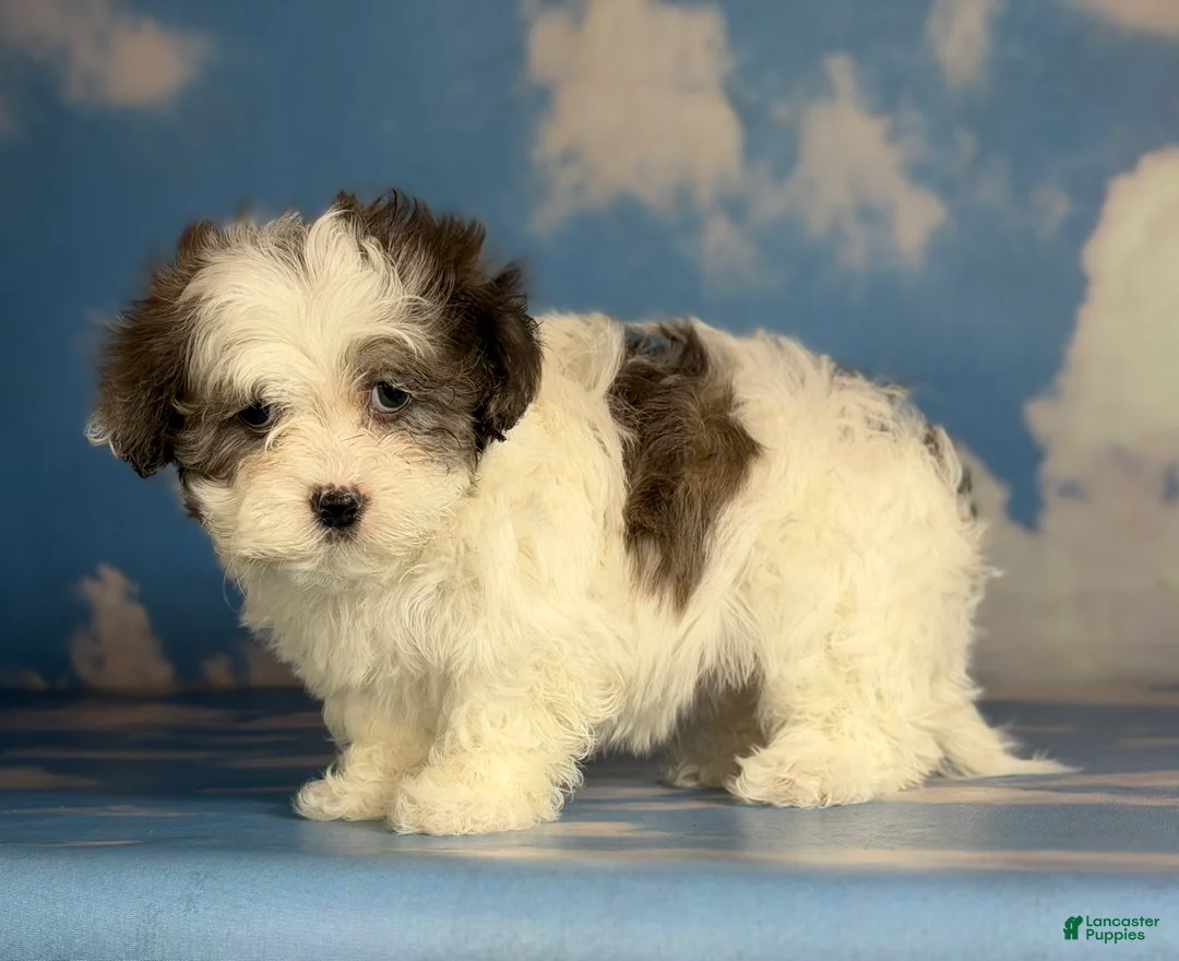 Shihpoo dogs for sale: Maria  - Ad 3