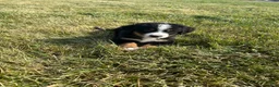 Bernese Mountain Dog dogs for sale: Paisley - Ad 21