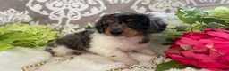 Miniature Dachshund dogs for sale: Mia - Ad 3
