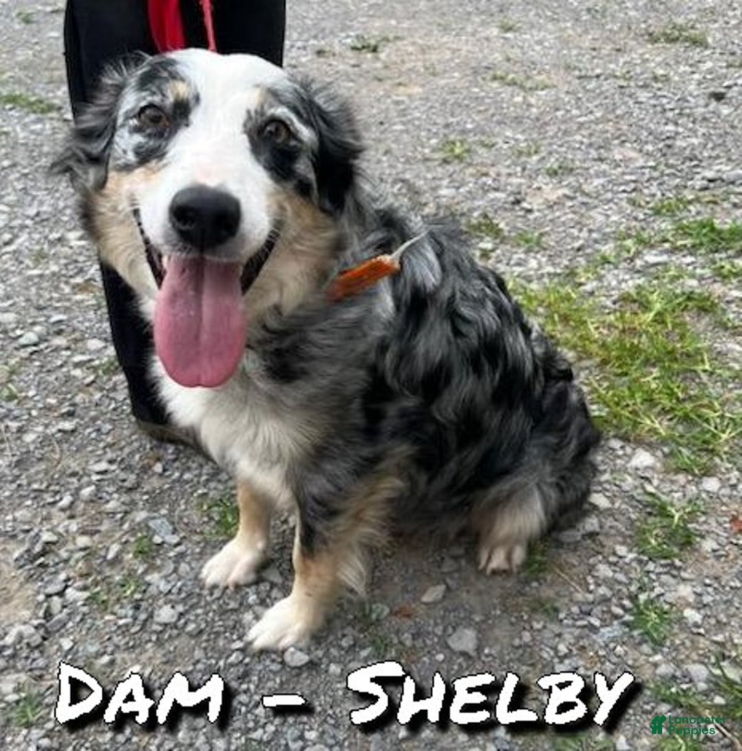 Miniature Australian Shepherd dogs for sale: Duke - Ad 10