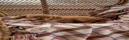 Miniature Golden Retriever dogs for sale: Lexi - Ad 2