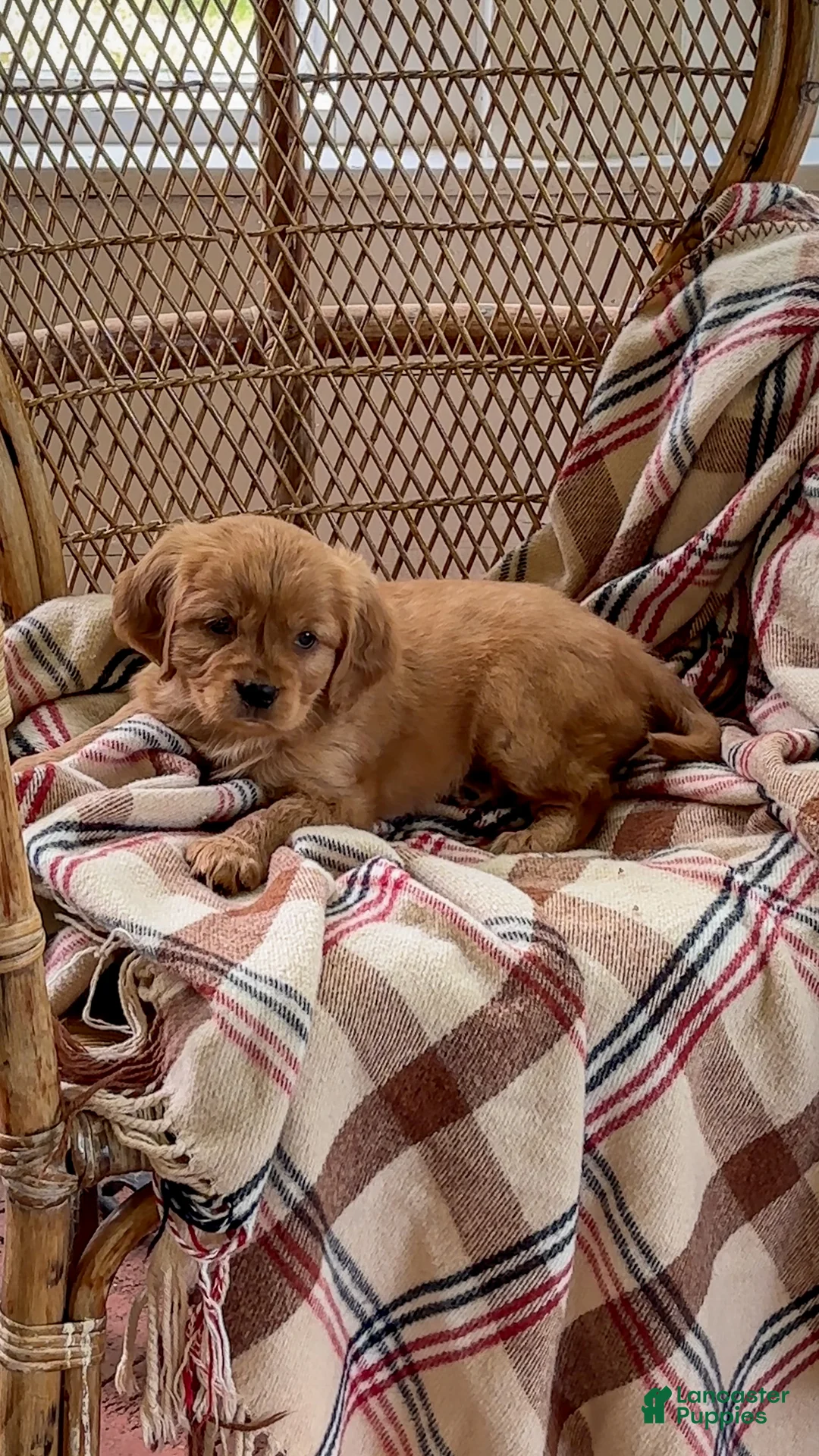 Miniature Golden Retriever dogs for sale: Lexi - Ad 2