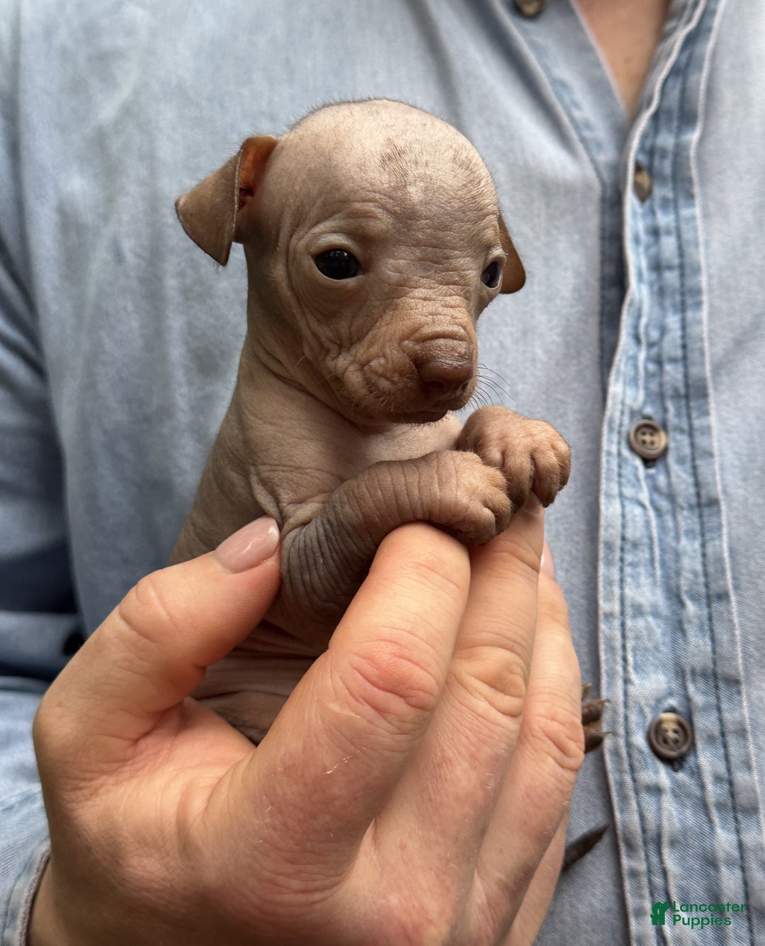 Mixed Breed dogs for sale: Cleopatra  - Ad 18