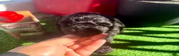 Toy Poodle dogs for sale: Toy Poodle 1 - Ad 5