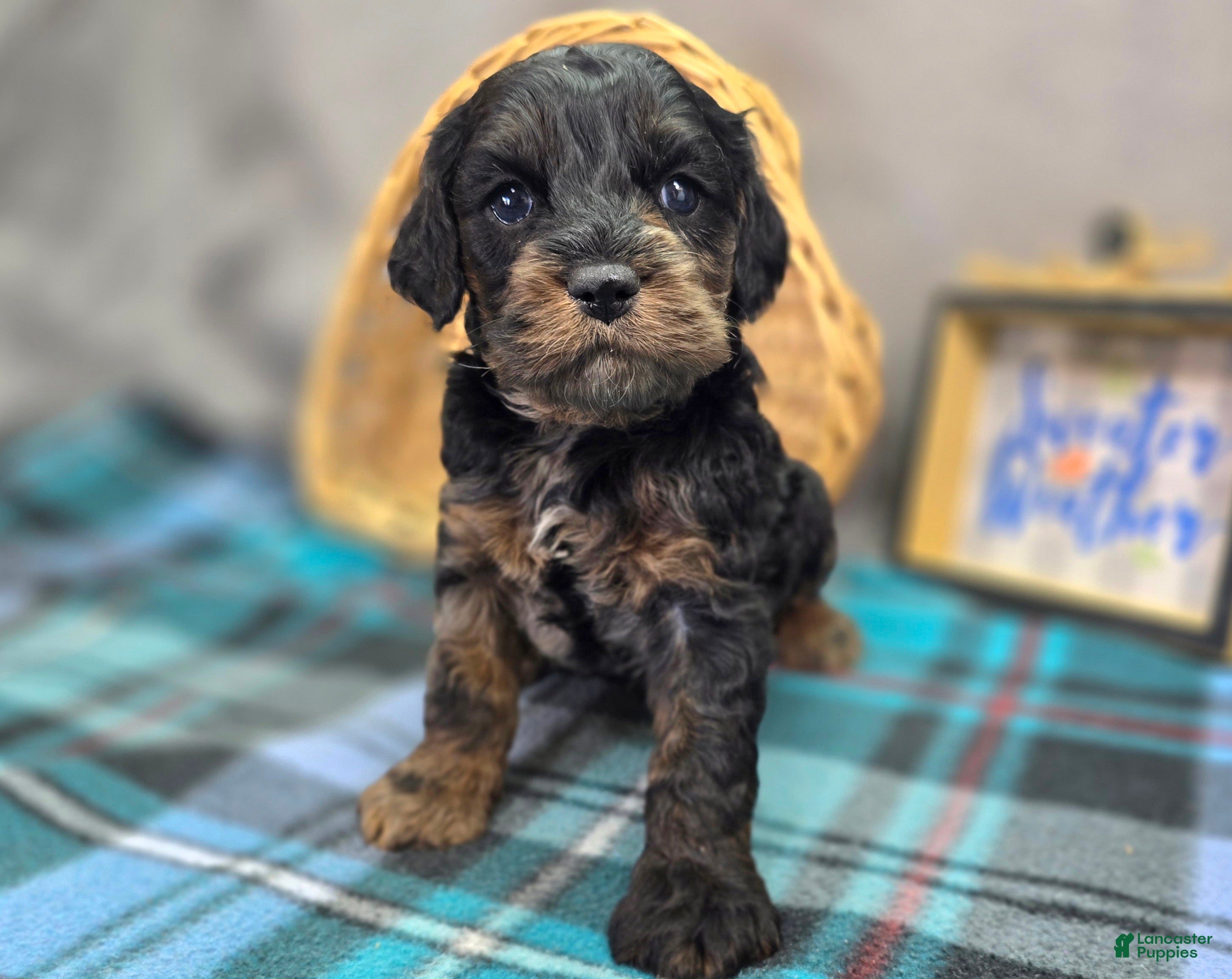 Cockapoo dogs Mayor Augustus  - Ad 14