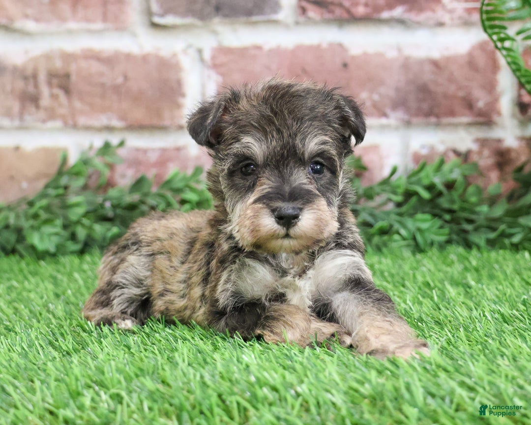 Miniature Schnauzer dogs for sale: Toby - Ad 6