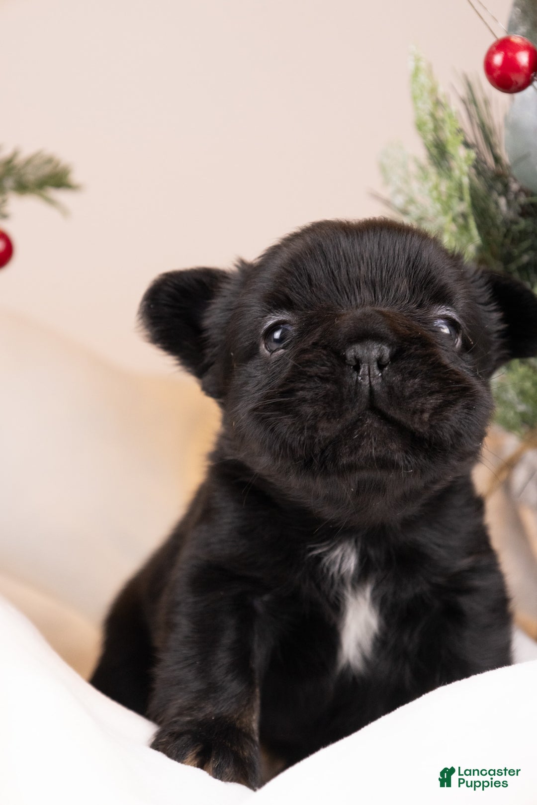 French Bulldog dogs for sale: Teddie -Fulffy Big Rope - Ad 1