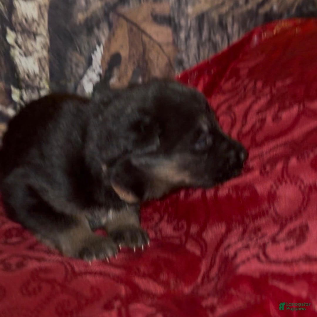 German Shepherd dogs for sale: SUPA - Ad 23