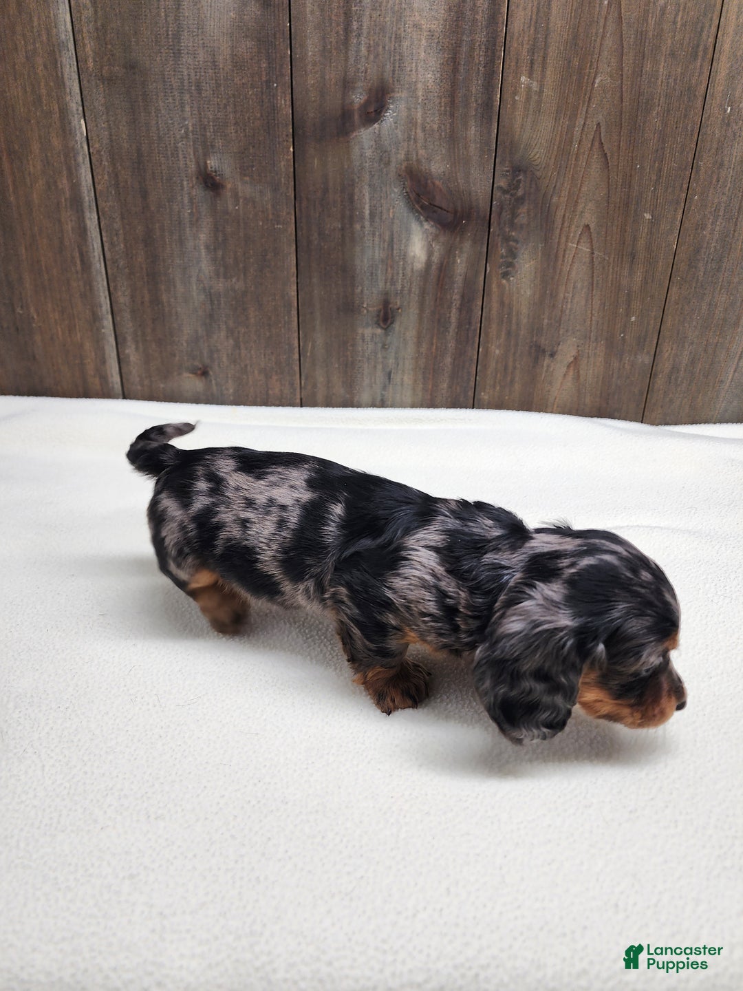 Miniature Dachshund dogs for sale: Miniature Dachshund Puppy 2 - Ad 3