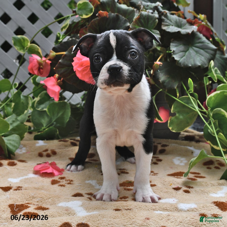 Boston Terrier dogs Lucy - Ad 2