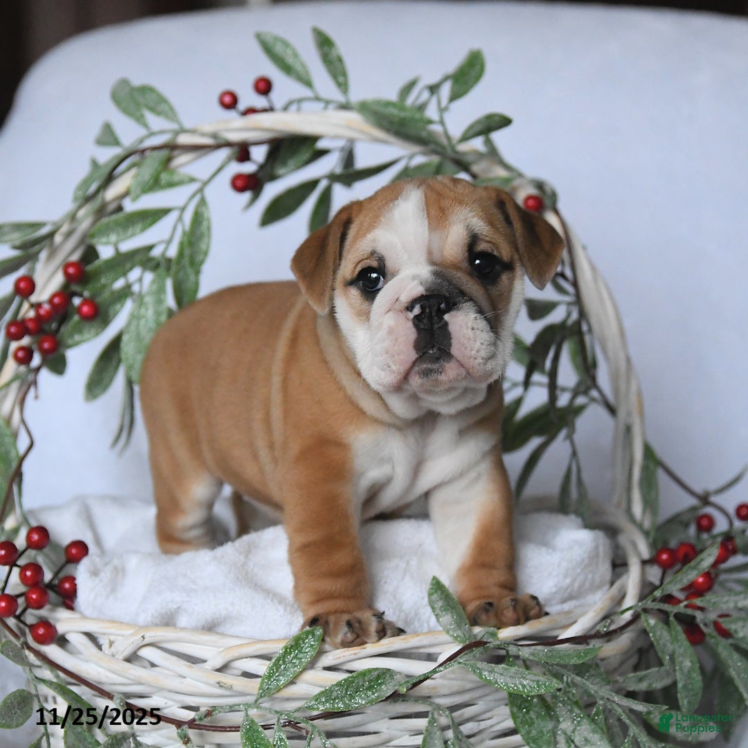 English Bulldog dogs for sale: Princess - Ad 5