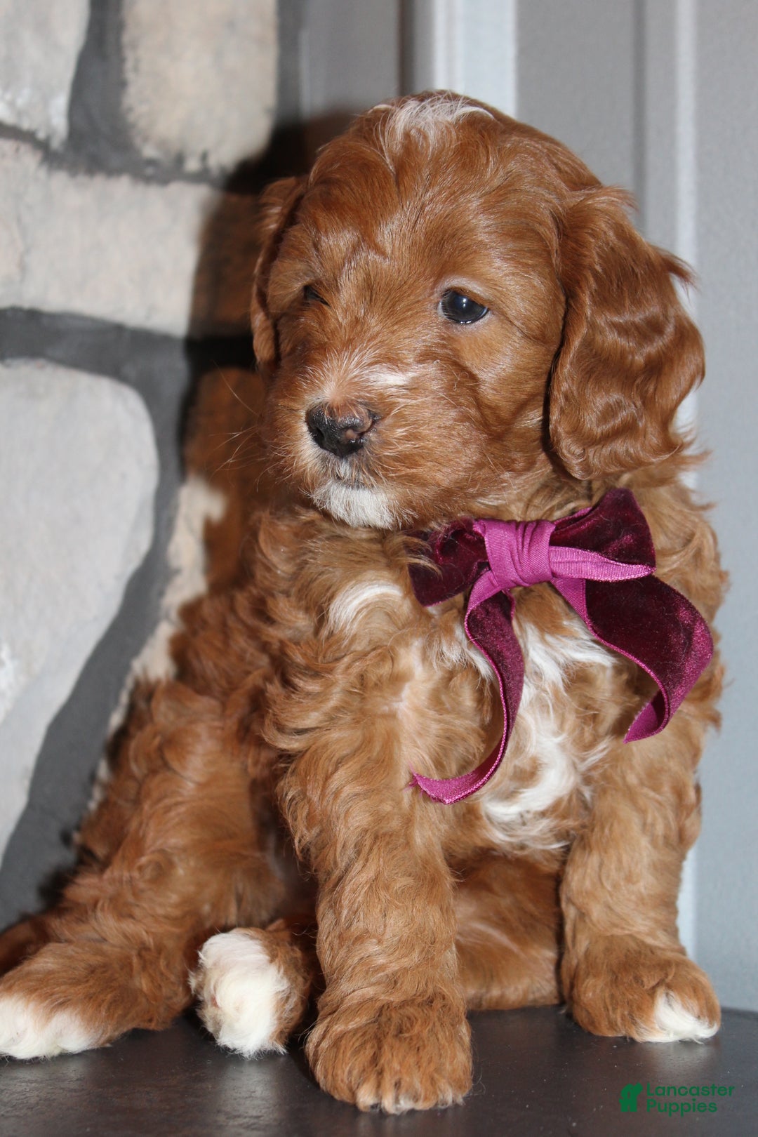 Mini Goldendoodle dogs for sale: Willow-Mini - Ad 6