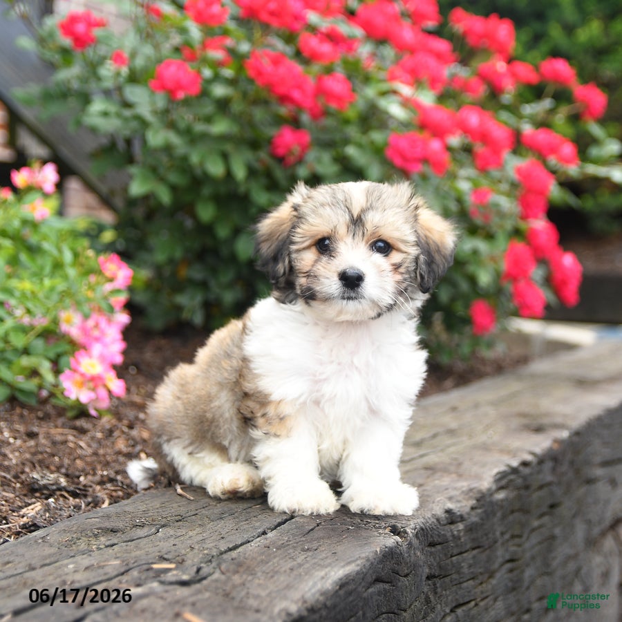 Mixed Breed dogs Julius - Ad 2