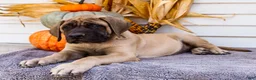 English Mastiff dogs for sale: Miles - Ad 4