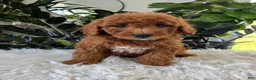 Mini Goldendoodle dogs for sale: Axel - Ad 3