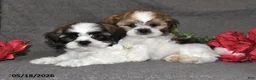 Shih Tzu dogs for sale: Jill - Ad 3