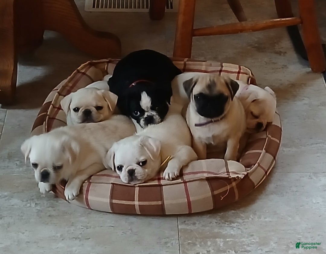 Pug dogs for sale: Layla - Ad 2