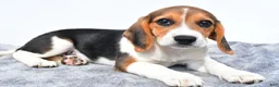 Beagle dogs for sale: Martha - Ad 7