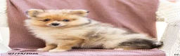Pomeranian dogs for sale: Austin - Ad 3