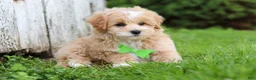 Maltipoo dogs for sale: Joel - Ad 5