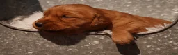 Golden Retriever dogs for sale: Missy - AKC, Genetically Clear - Ad 6