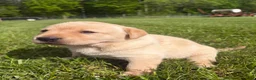 Labrador Retriever dogs for sale: Sammy - Ad 18