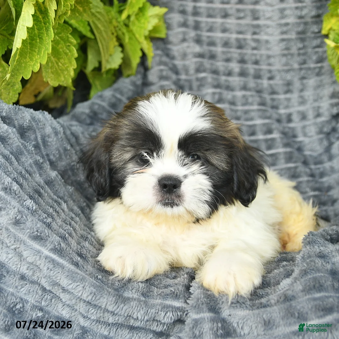 Shih Tzu dogs for sale: Nacho - Ad 3