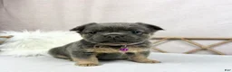French Bulldog dogs for sale: French Bulldog Puppy 2 - Ad 1