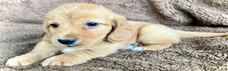 Miniature Dachshund dogs for sale: CHEDDAR, CHEDDAR, CHEDDAR!!! - Ad 1