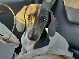 Dachshund dogs Nori - Ad 31