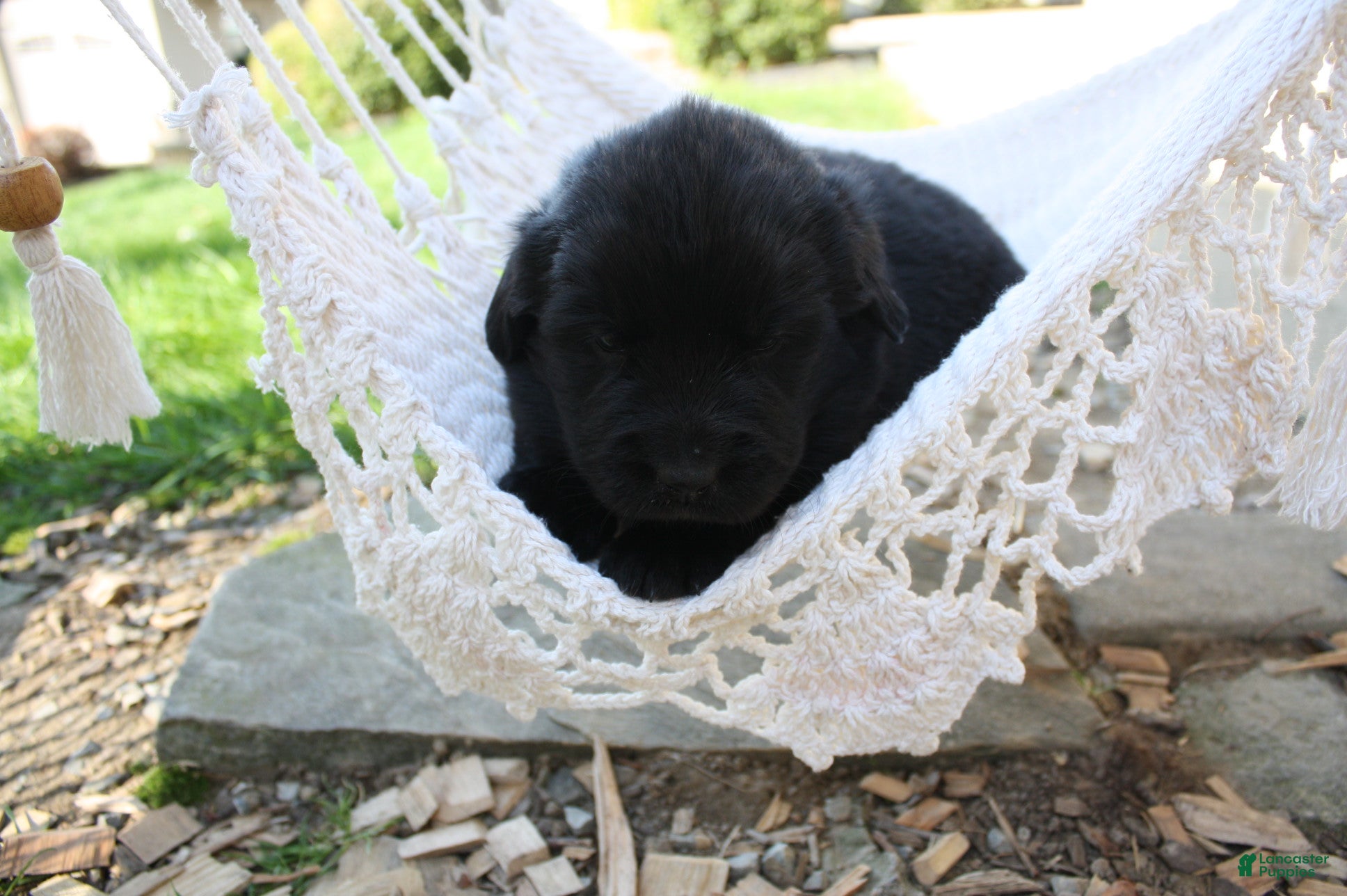 Newfoundland dogs Luna  - Ad 2