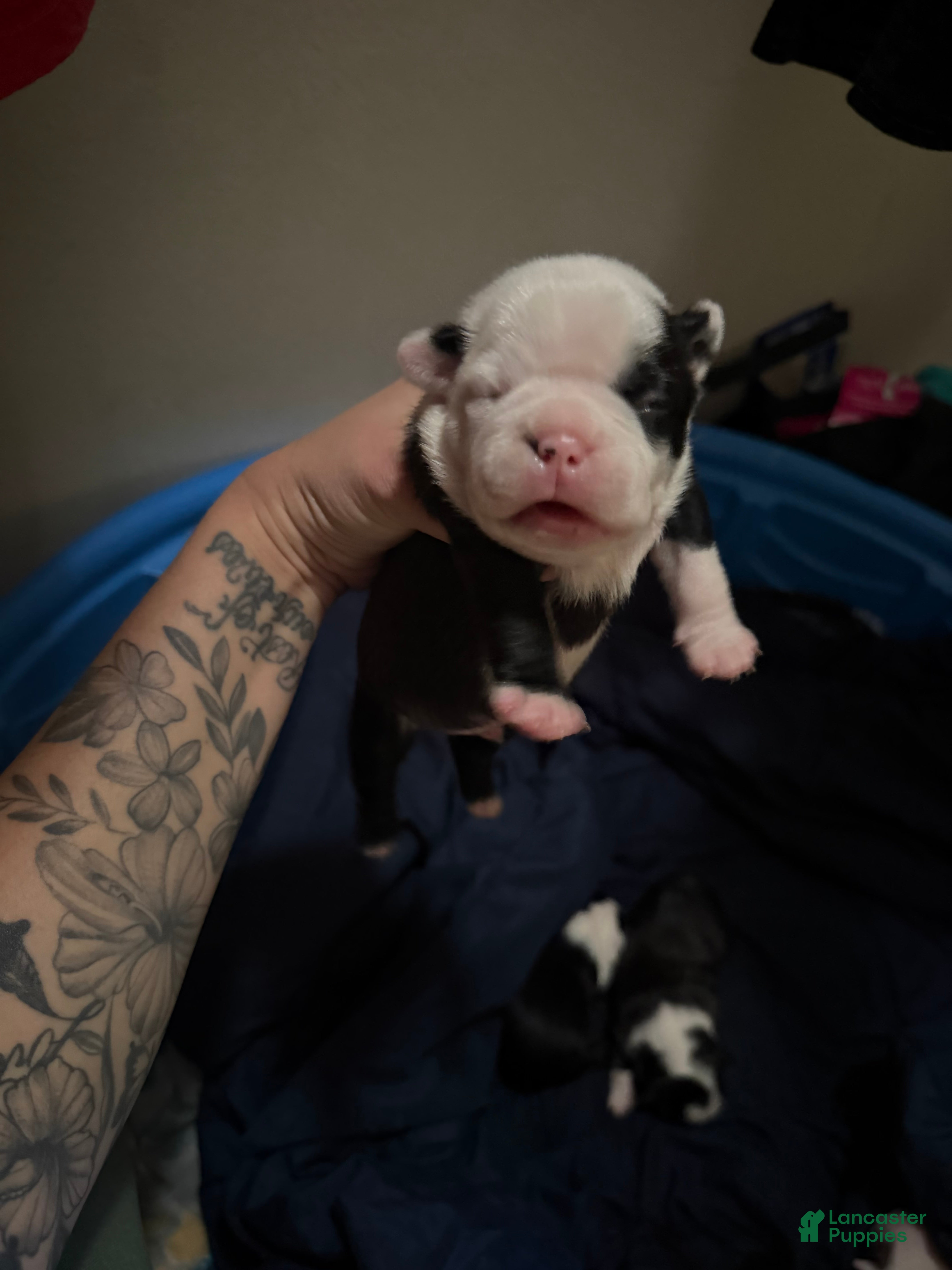 Boston Terrier dogs Boston Terrier 6 - Ad 10